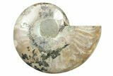Cut & Polished Ammonite Fossil (Half) - Madagascar #354169-1